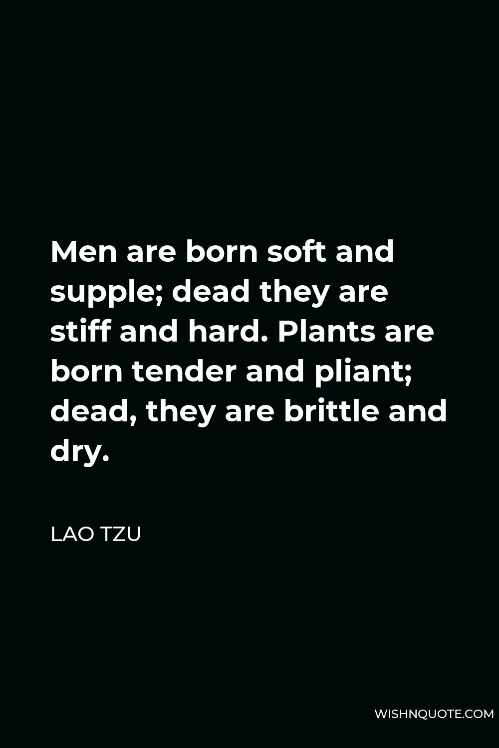 Lao Tzu Quote - Men are born soft and supple; dead they are stiff and hard. Plants are born tender and pliant; dead, they are brittle and dry.